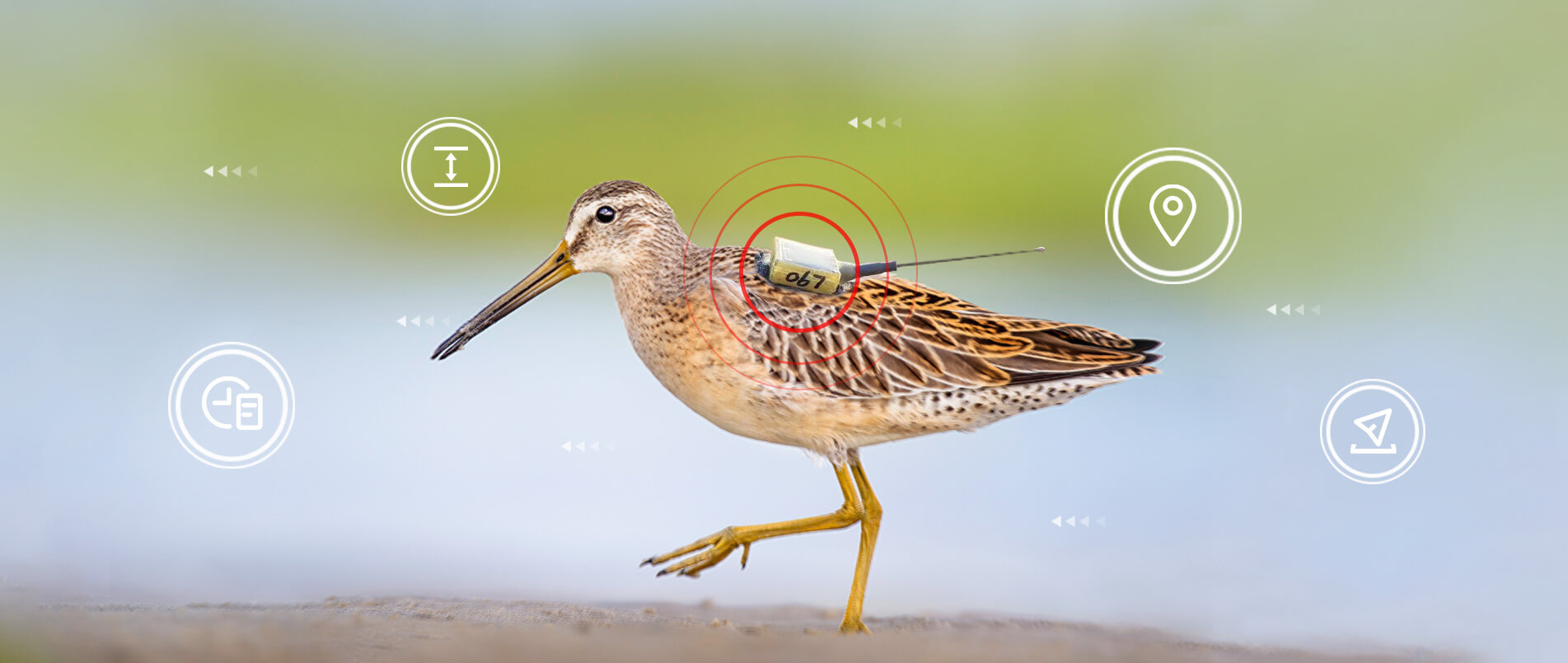 pp电子模拟器物联网整体解决方案，助力小型鸟类实现全球追踪